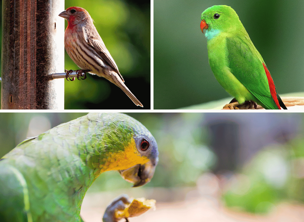 Attract More Hummingbirds With A Hummingbird Feeder