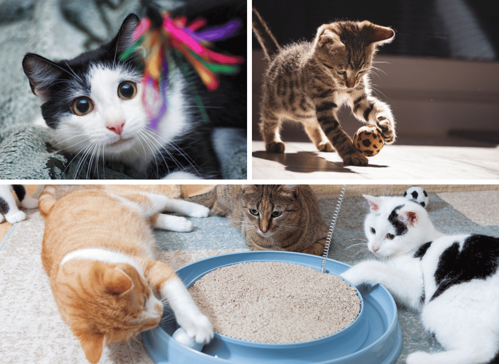 Premium Cat Food for Healthy Felines