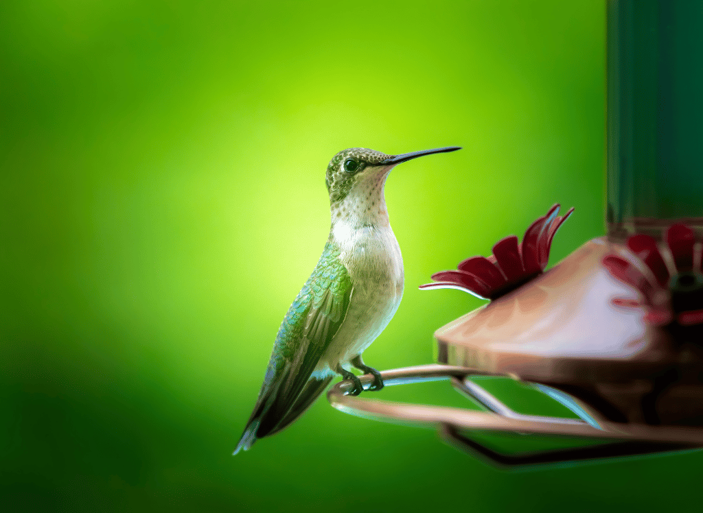 Attract More Hummingbirds With A Hummingbird Feeder