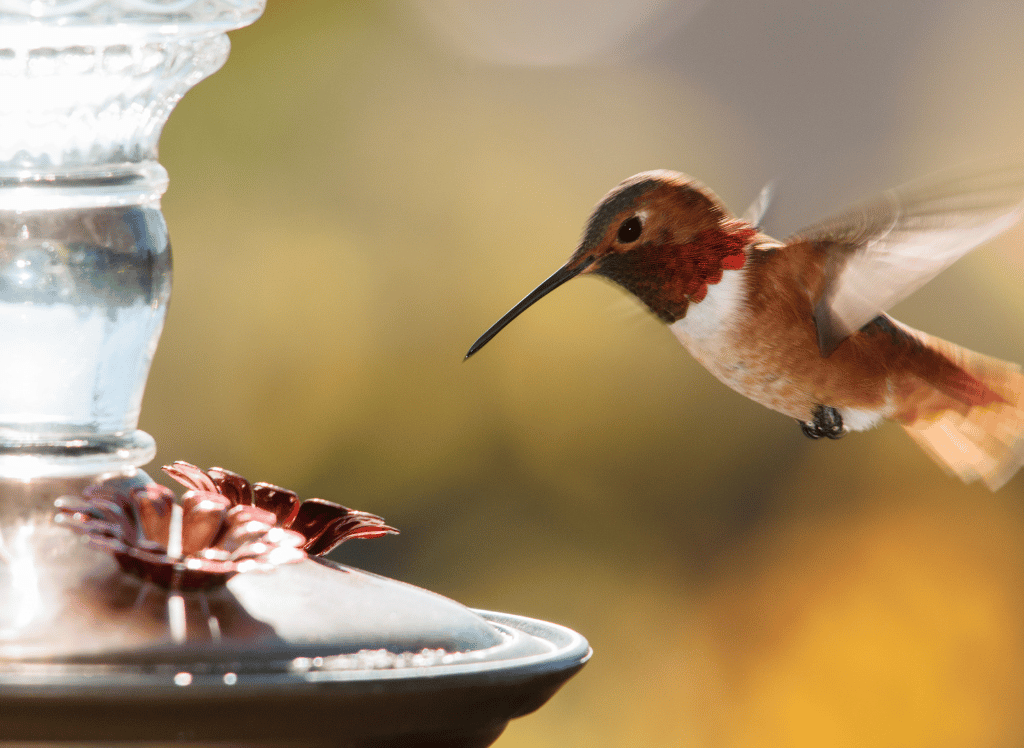 Attract More Hummingbirds With A Hummingbird Feeder