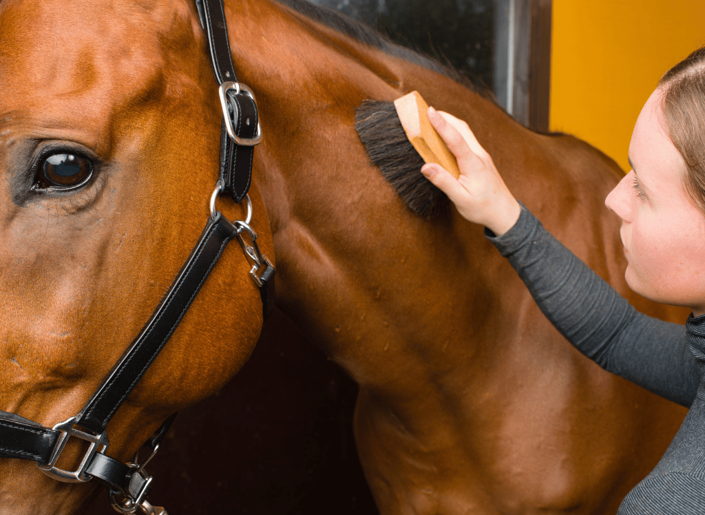 Groom With The Best Horse Brush Selection
