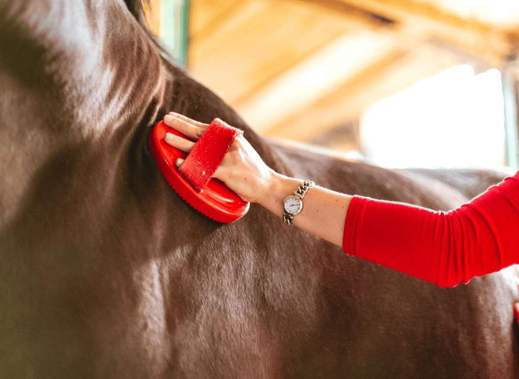 Groom With The Best Horse Brush Selection