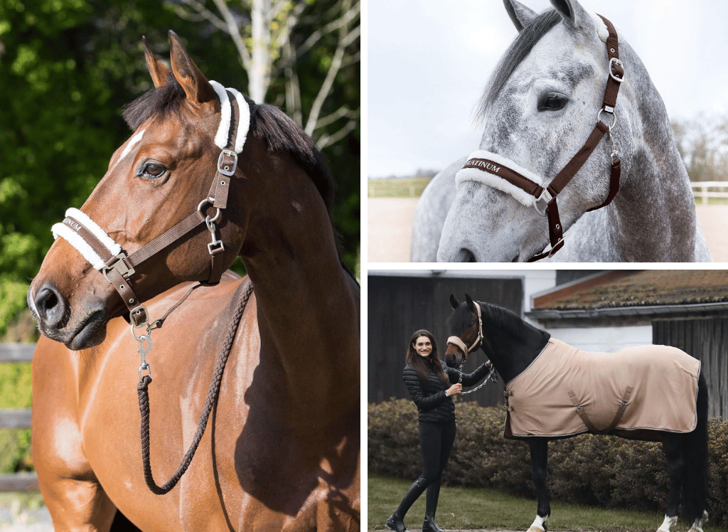 Groom With The Best Horse Brush Selection