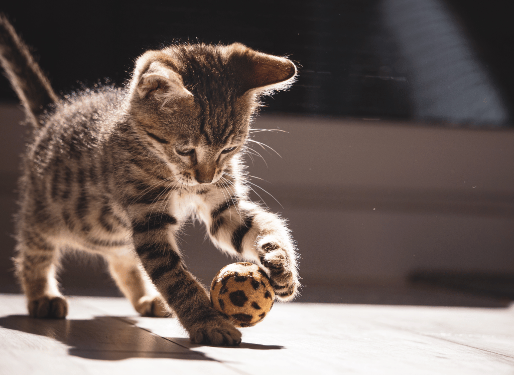 Your Cat Can't Resist Churu Cat Treats