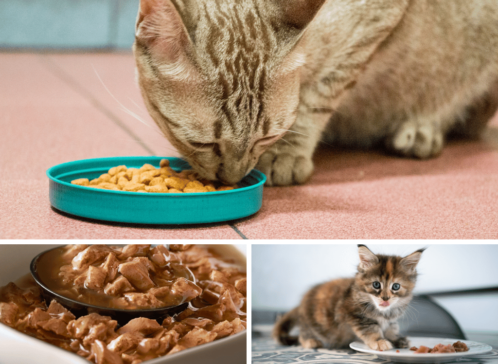Premium Cat Food for Healthy Felines