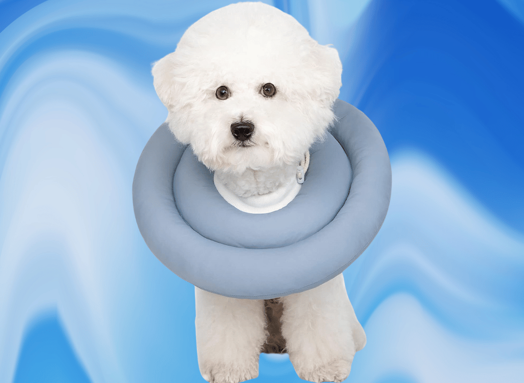 A Bark Worth Its Bite The Best Dog Donut Collar to Help Support Fido’s