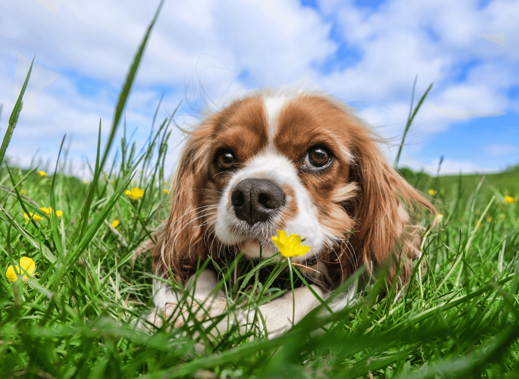 Allergy Troubles? Allergy Supplements for Dogs That Can Help!