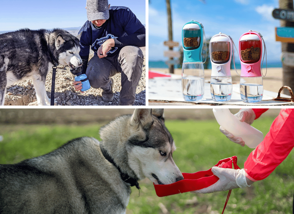 Stay Hydrated: A Guide to Choosing the Best Dog Water Bottle
