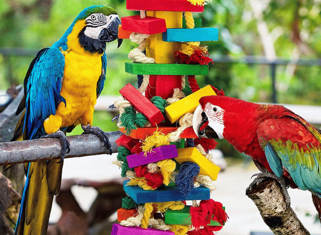 Toying with Fun: Finding the Perfect Bird Toys