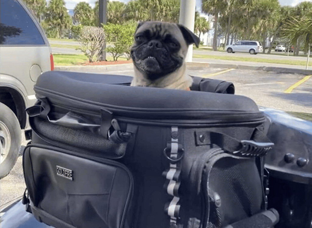 Take Your Pup for a Ride with a Motorcycle Dog Carrier