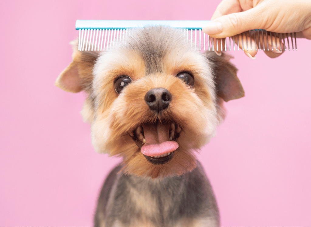 No More Wet Dog Smells: The Benefits of Dry Shampoo for Dogs