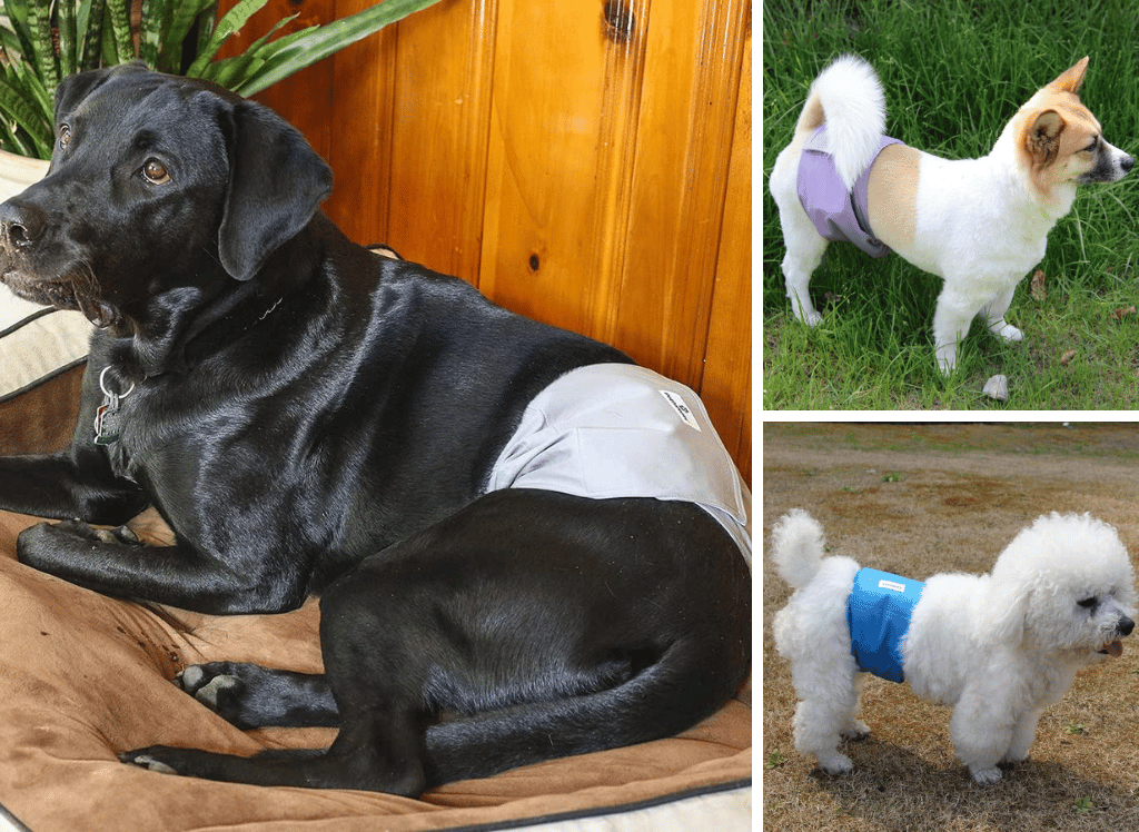 Walk in Comfort: The Benefits of a Belly Band for Dogs