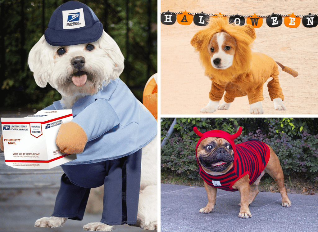 Howl-o-Ween: Picking the Perfect Halloween Dog Costume