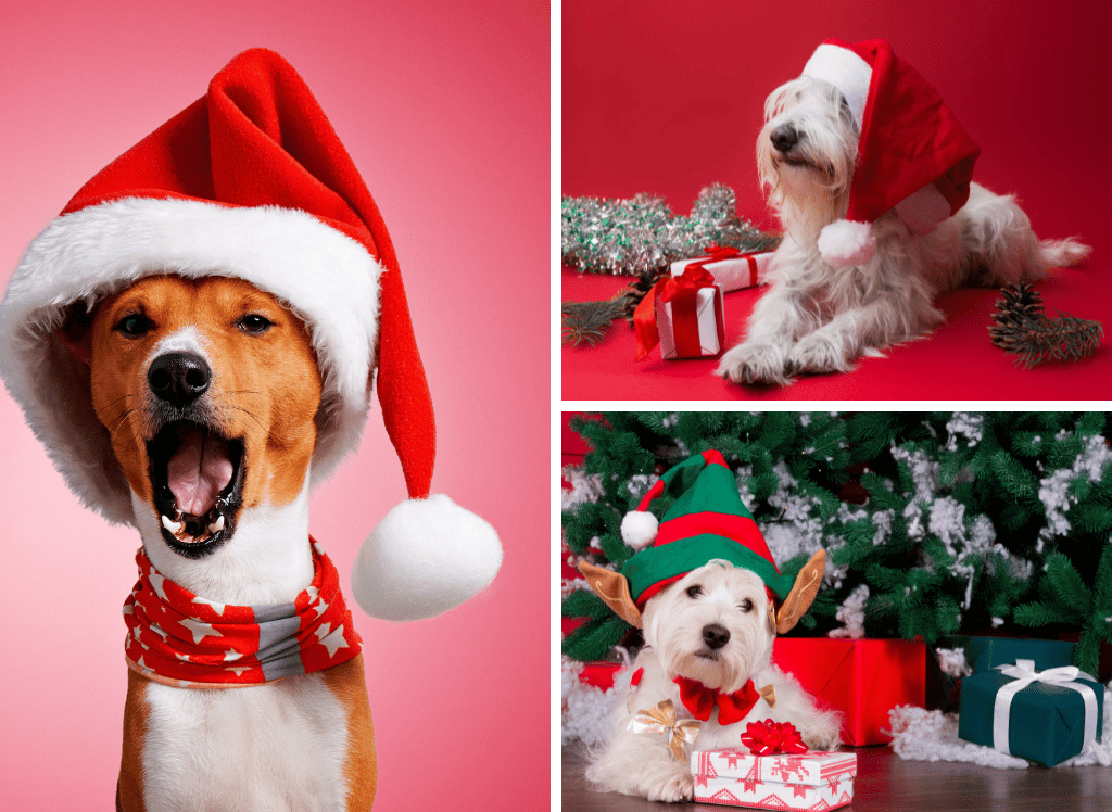 A Bow WOW Christmas: The Best Christmas Gifts for Dogs