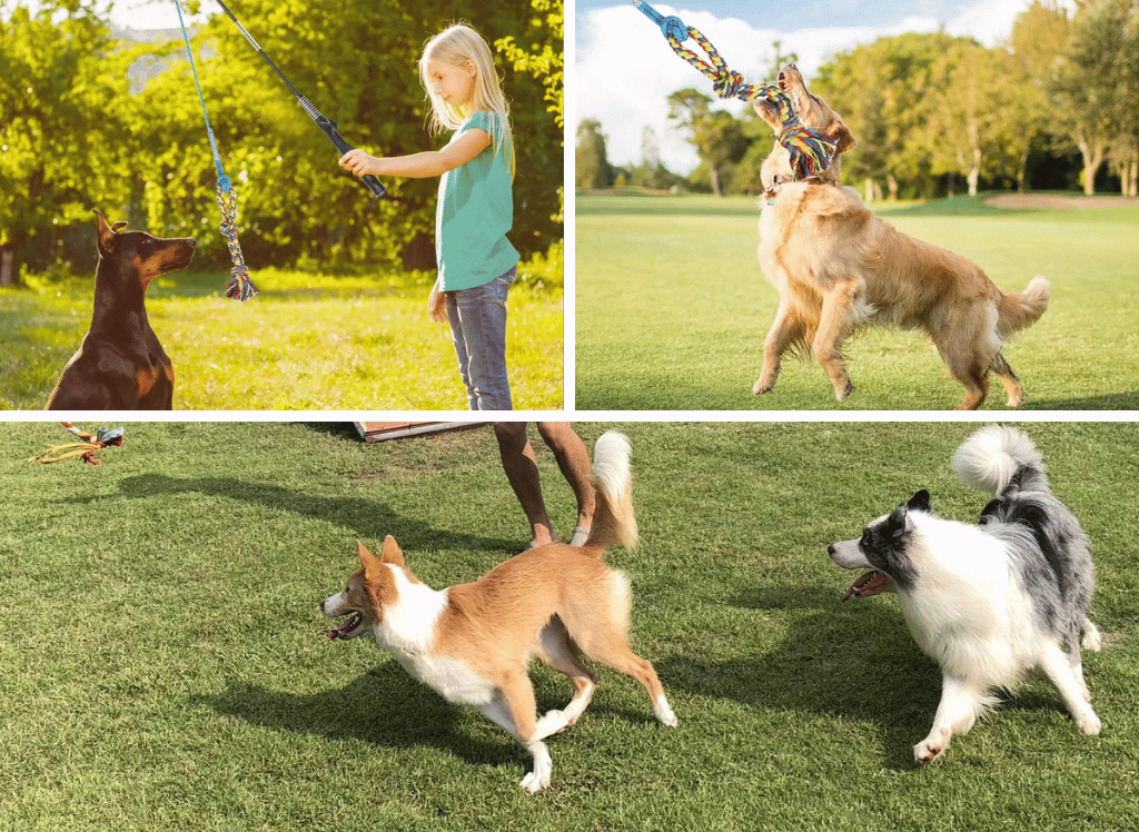Chasing the Fun with a Flirt Pole for Dogs!