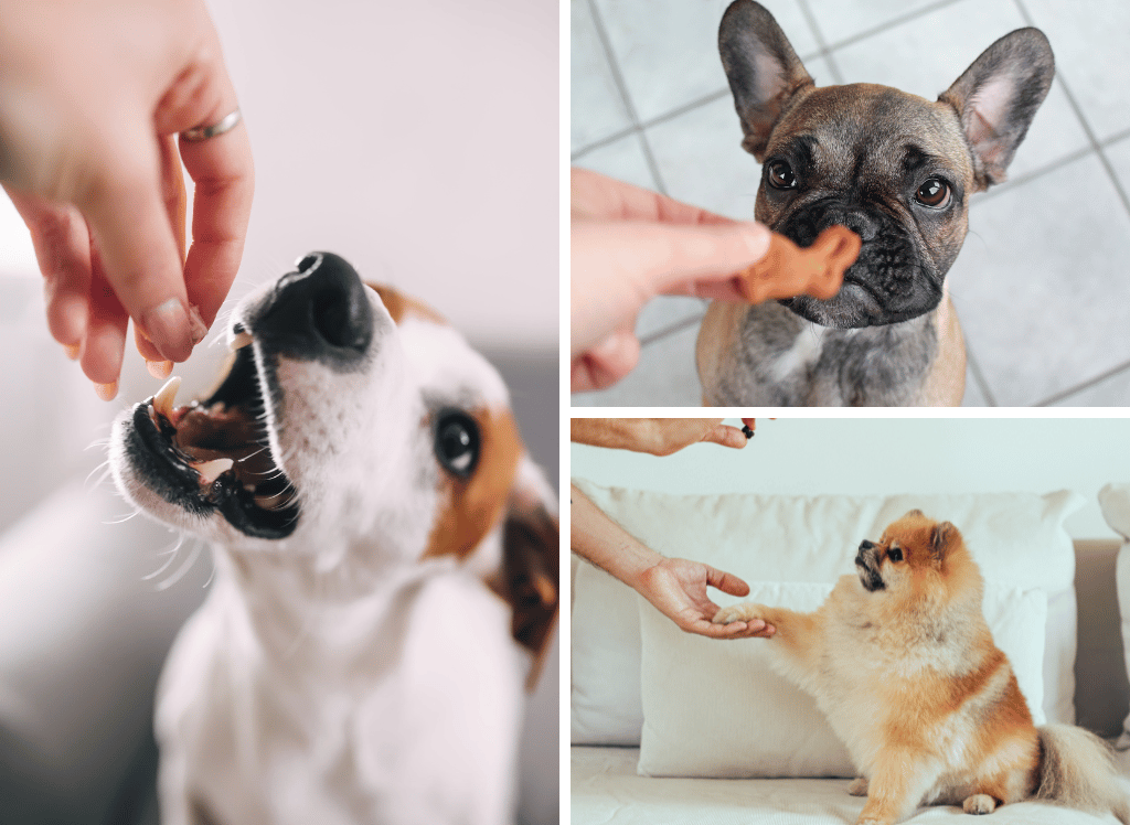 Freshen Up Fido With Dog Treats for Bad Breath