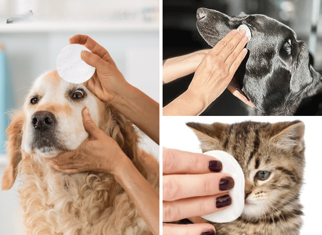 Wiping Out Doggy Eye Issues with Dog Eye Wipes