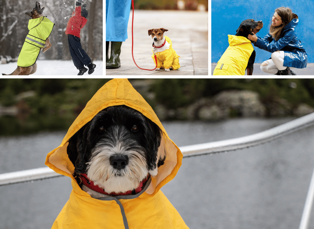 Rain or Shine, Your Pup Will Be Just Fine: A Guide to Finding the Perfect Dog Raincoat