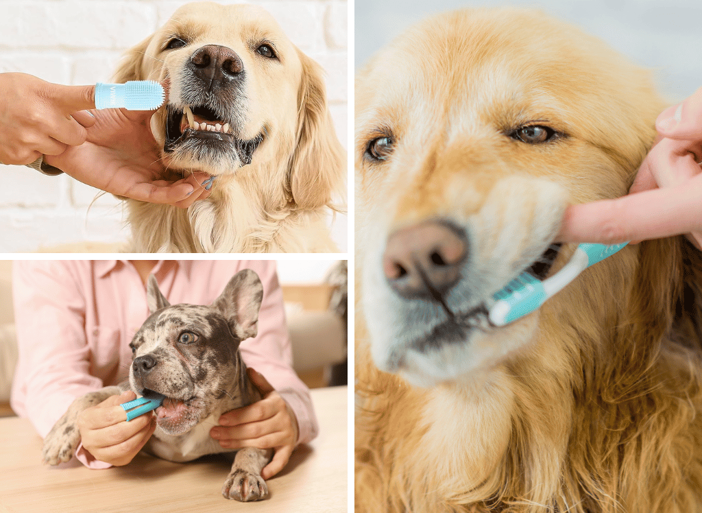 Keep Your Pup's Smile Sparkling With A Dog Toothbrush